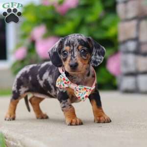 Greta, Dachshund Puppy